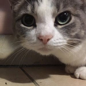 Meet your Posher, Safea